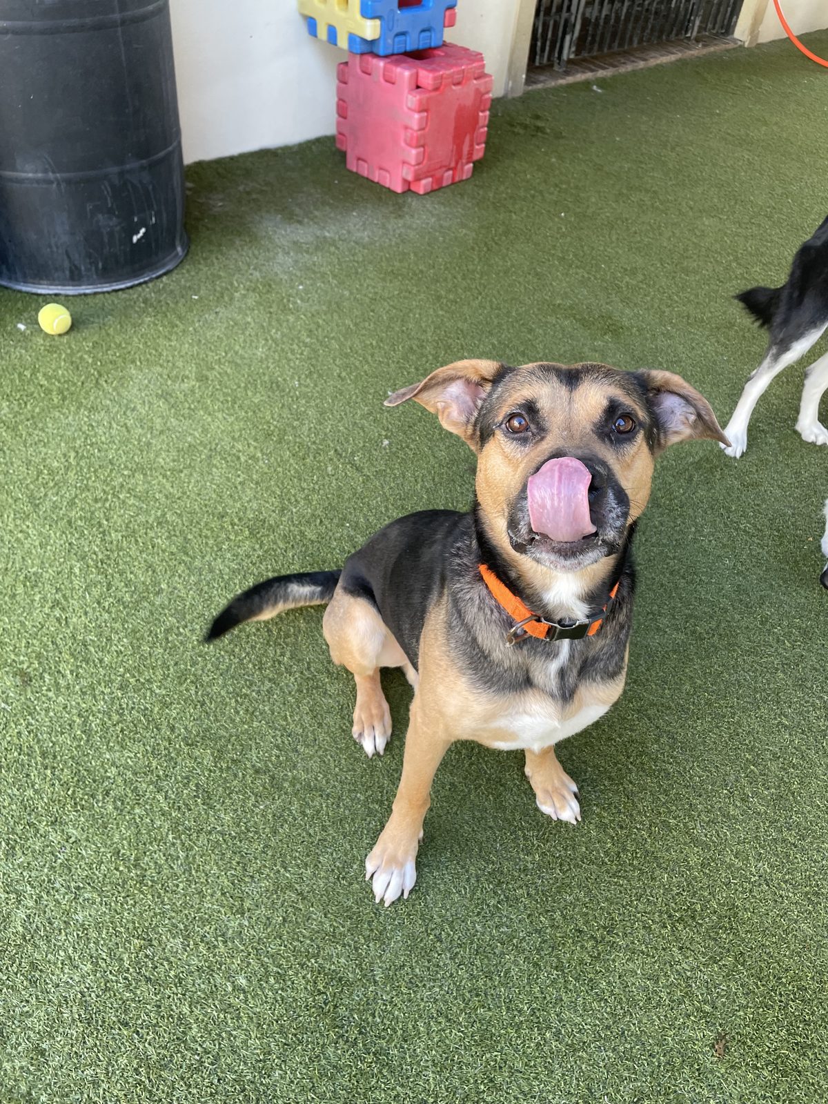 Goose, Mix breed