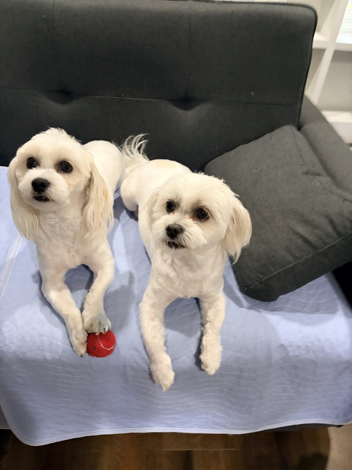 Jack and Jill, Maltese