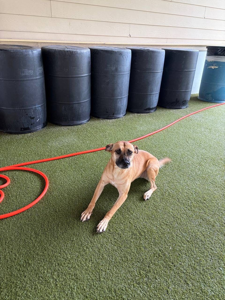 Bonnie, Black Mouth Cur mix
