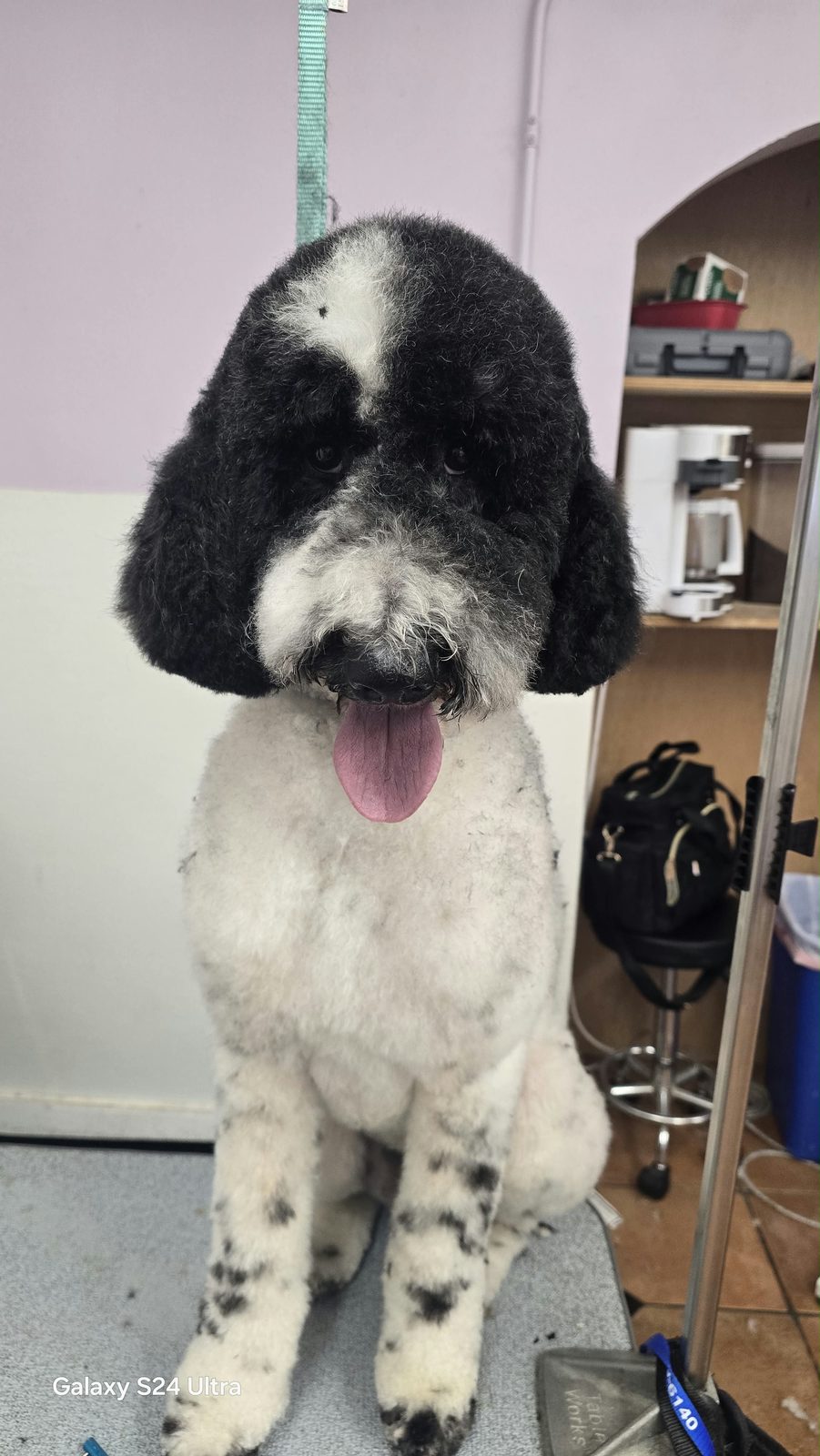 Percival, Standard poodle