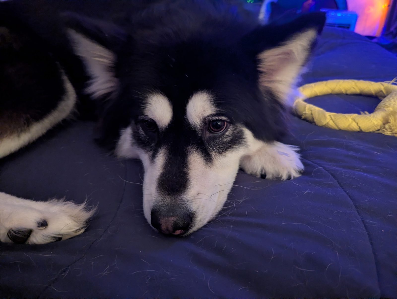 Gemma, Alaskan Malamute mix