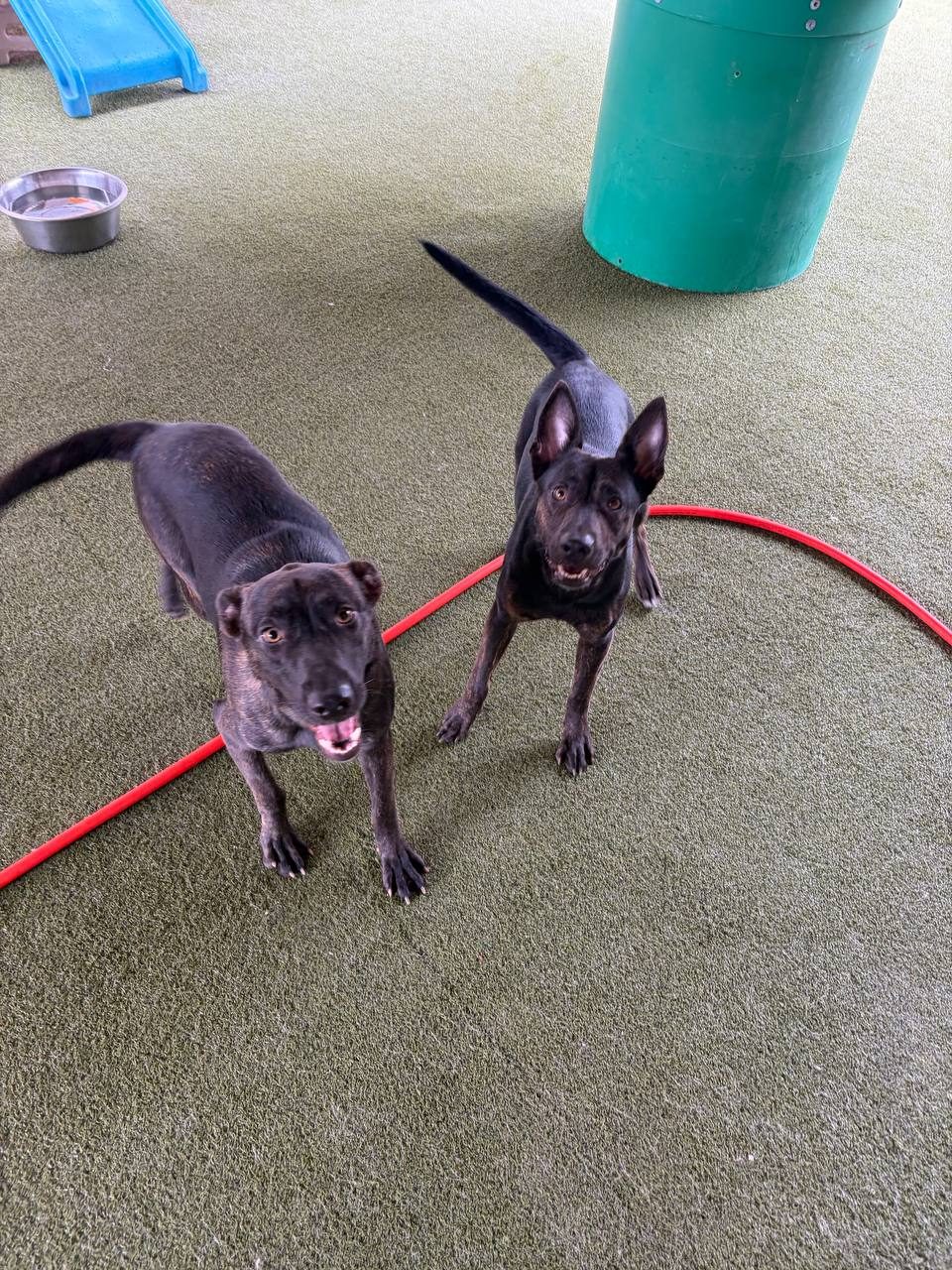 Jackie & Jill, Dutch Shepherd mix