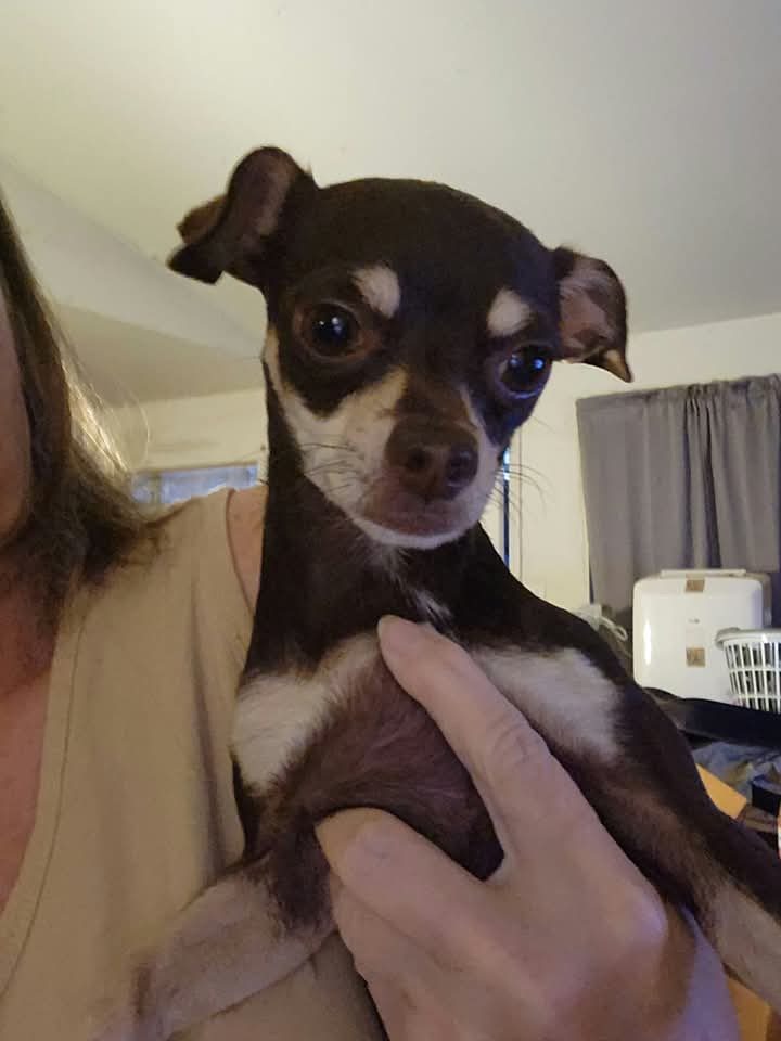 Cookie, Chihuahua