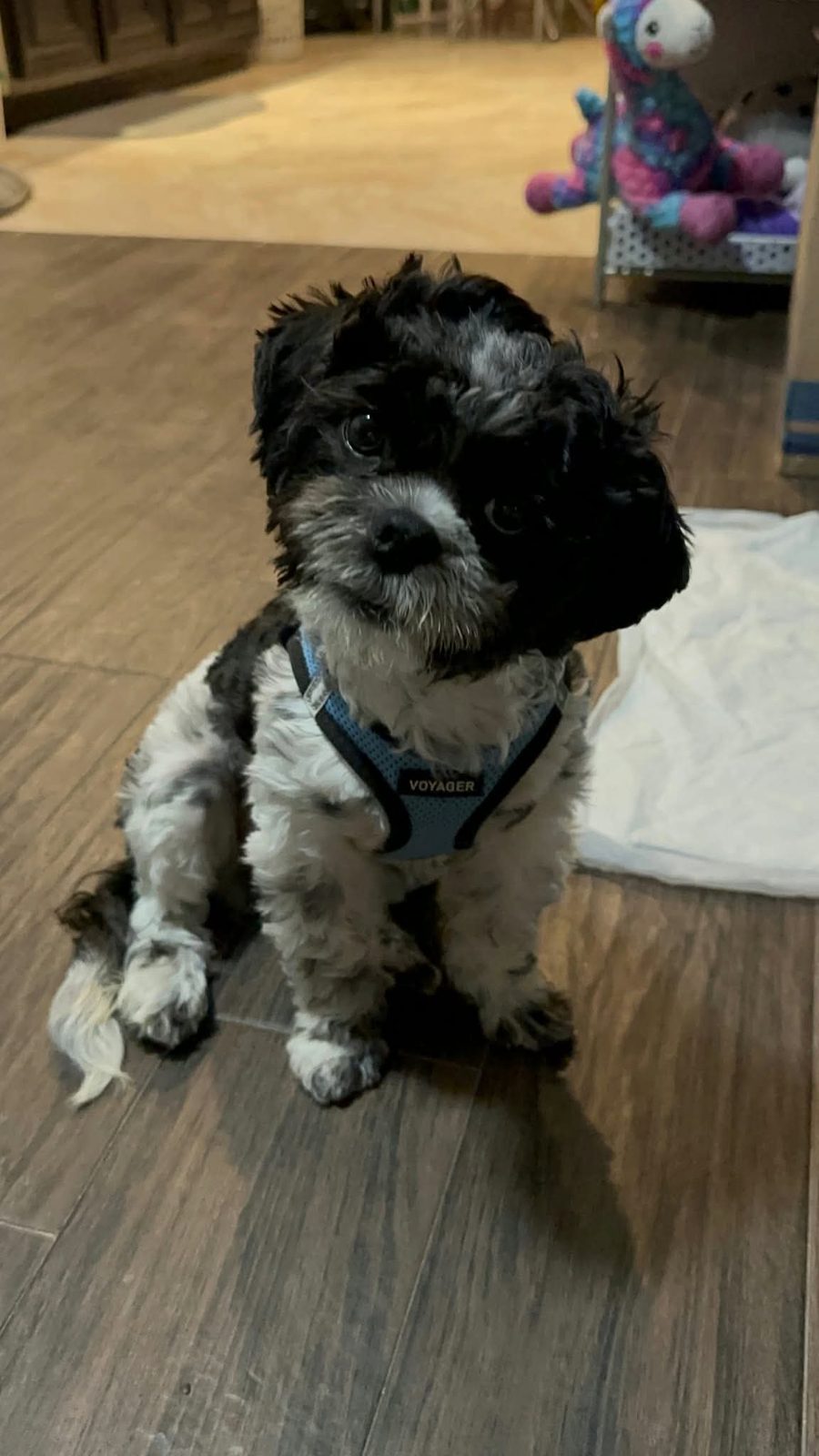 Kirby, Shih tzu