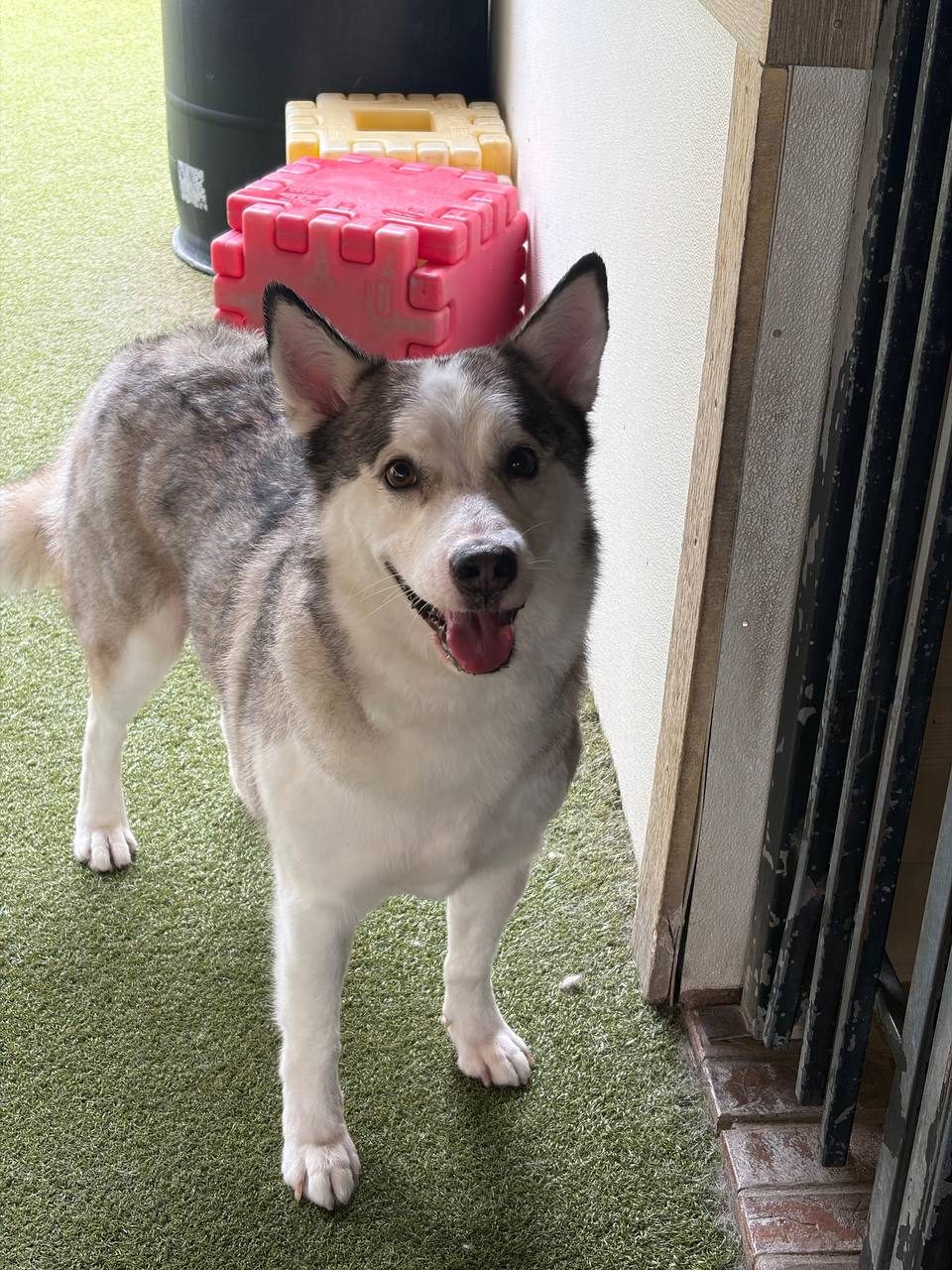 Loki, Husky mix