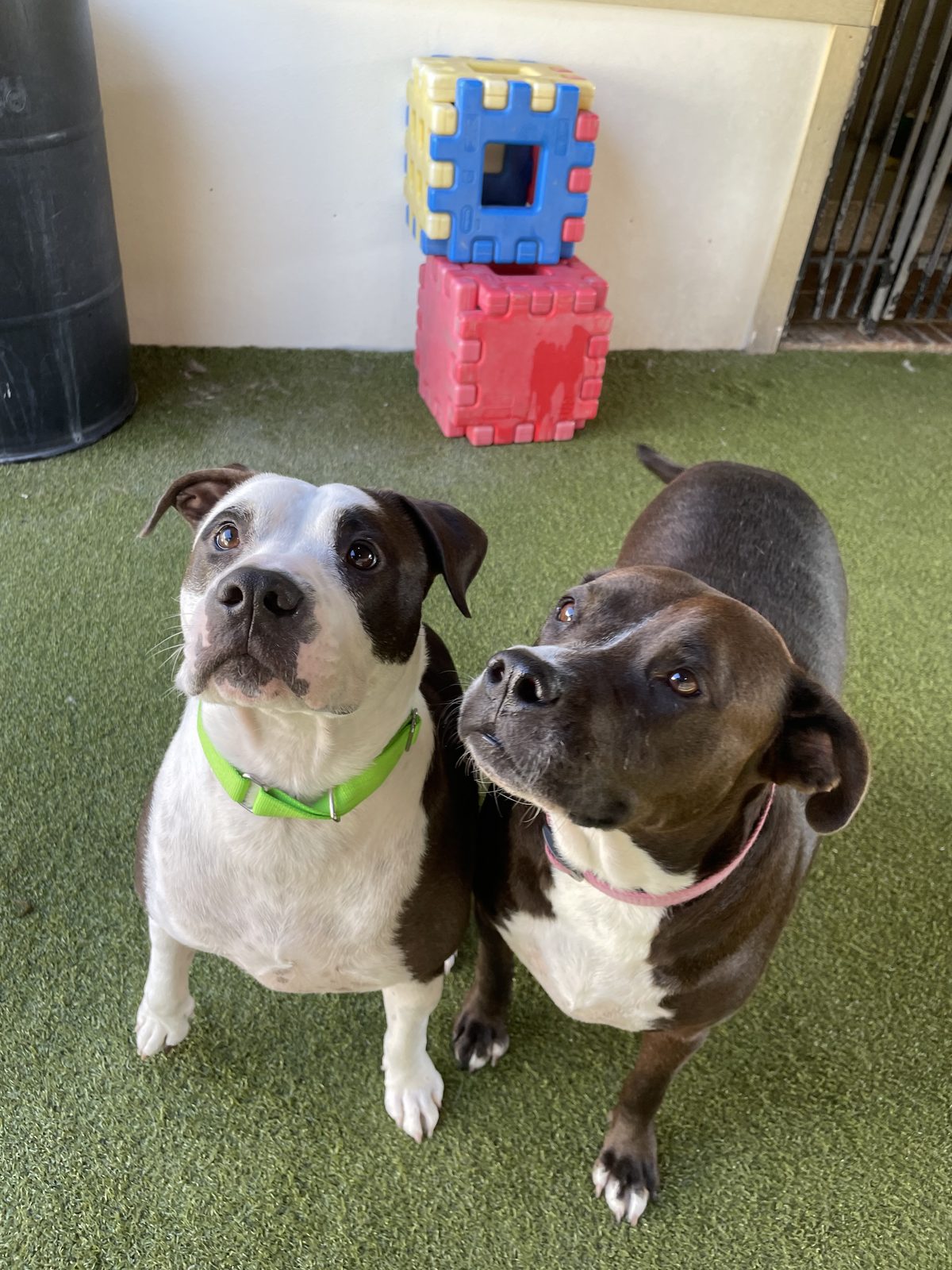 Talen and Raisin, Pit mix