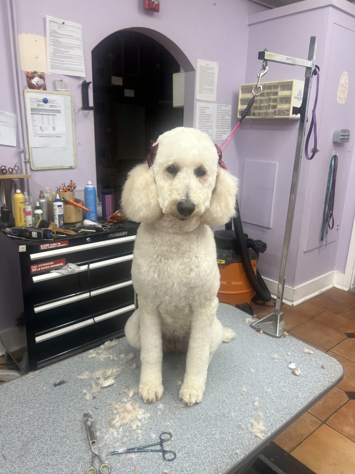 Guinevere, Standard poodle
